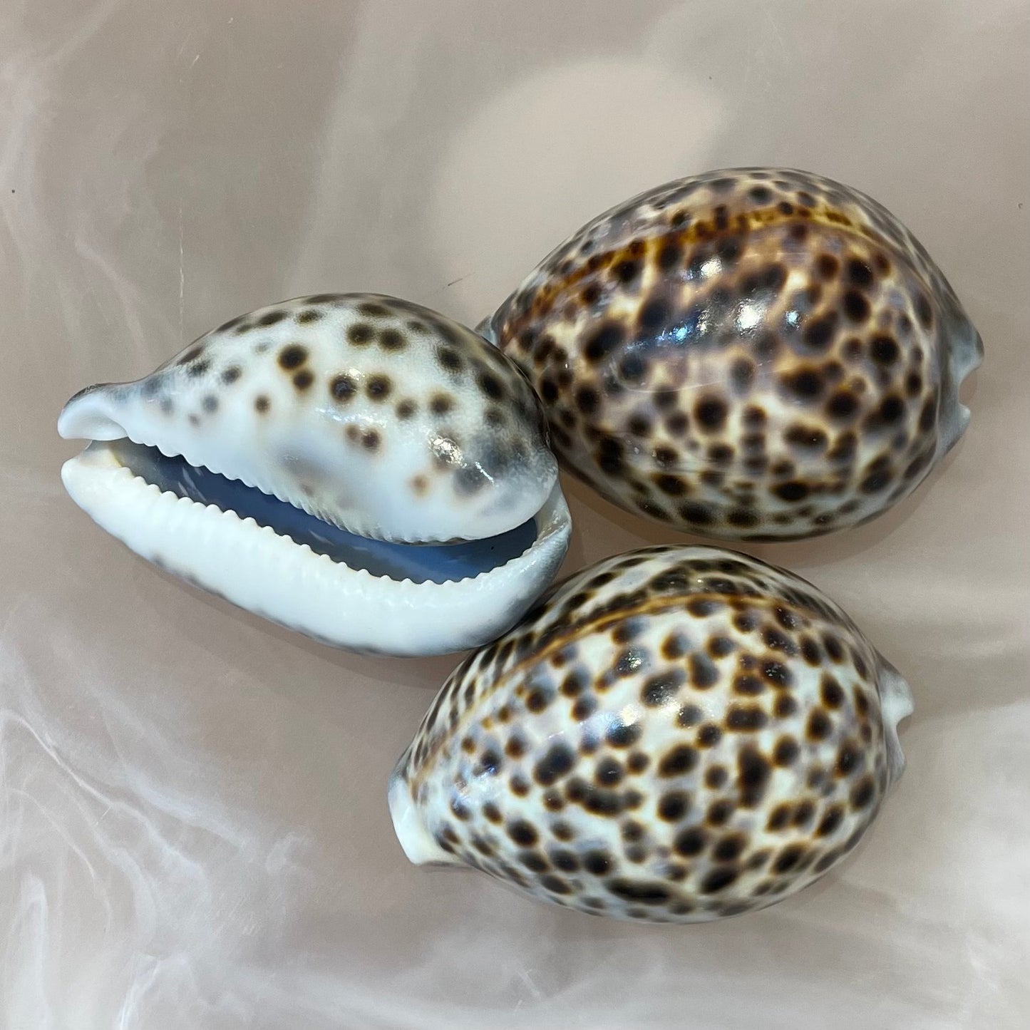 Sea Shell | Tiger Cowrie 6cm