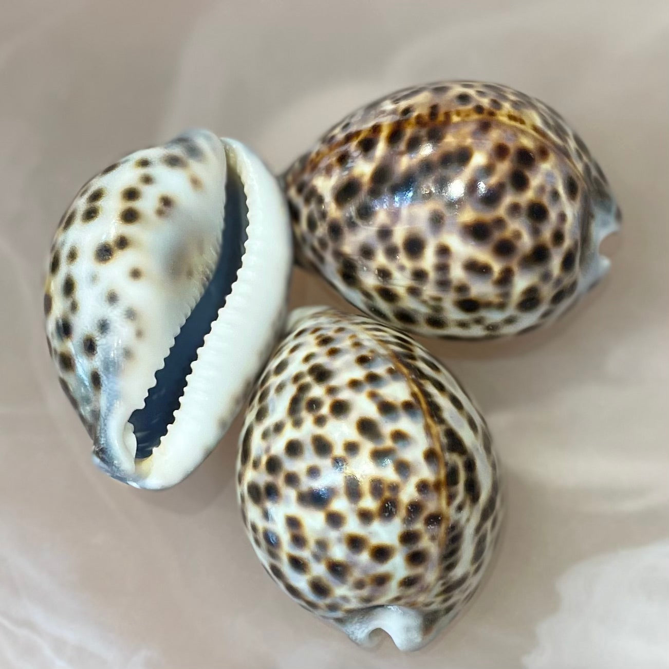 Sea Shell | Tiger Cowrie 6cm