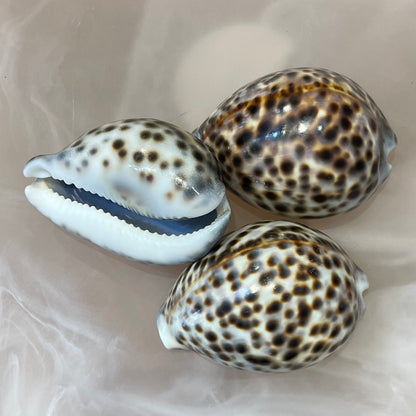 Sea Shell | Tiger Cowrie 6cm