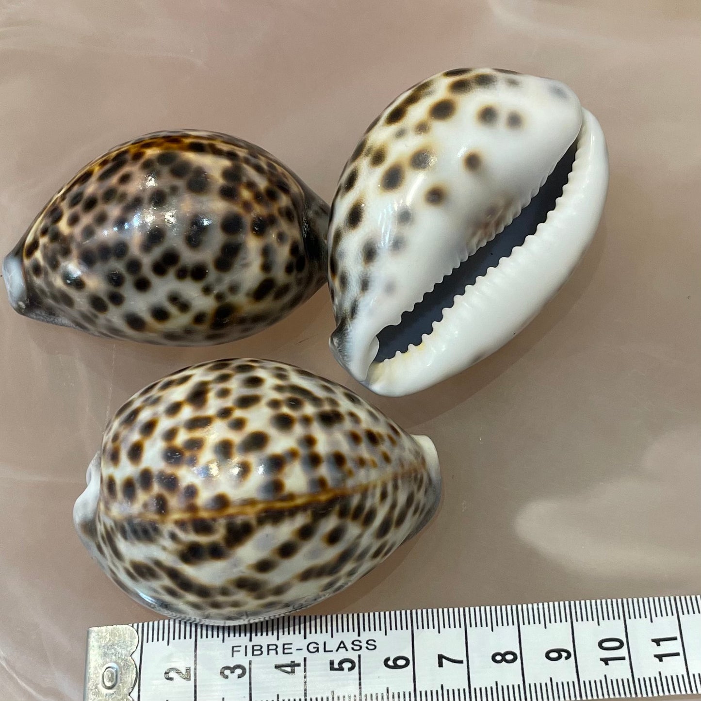Sea Shell | Tiger Cowrie 6cm